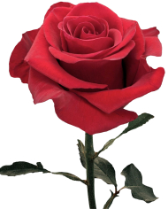 Bulk Redvolution Rose
