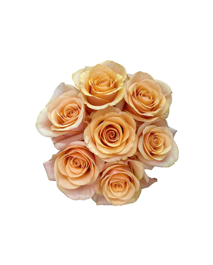 Bulk Serenade Rose Bulk Serenade Rose