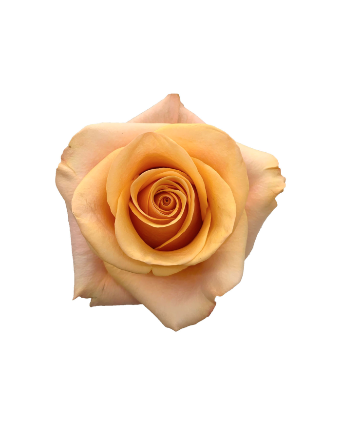 Bulk Serenade Rose Bulk Serenade Rose