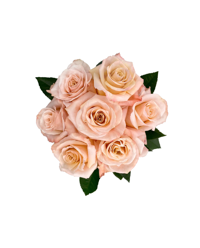 Bulk Shimmer Rose Bulk Shimmer Rose