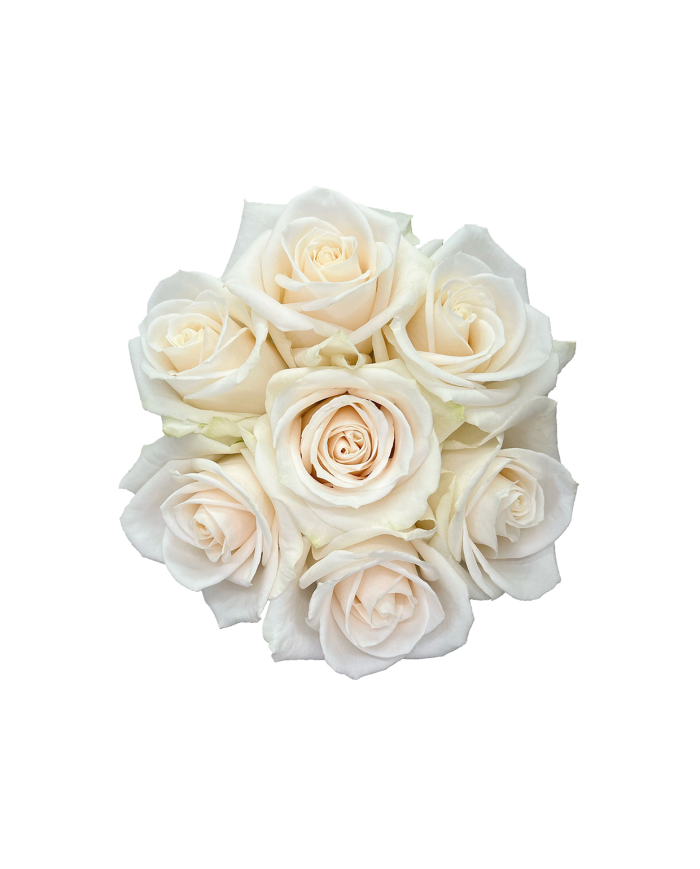 Bulk Vendela Rose Bulk Vendela Rose