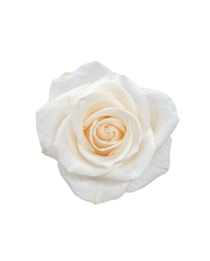 Bulk Vendela Rose Bulk Vendela Rose