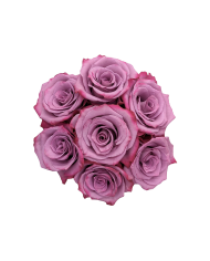 Bulk Violet Hill Rose