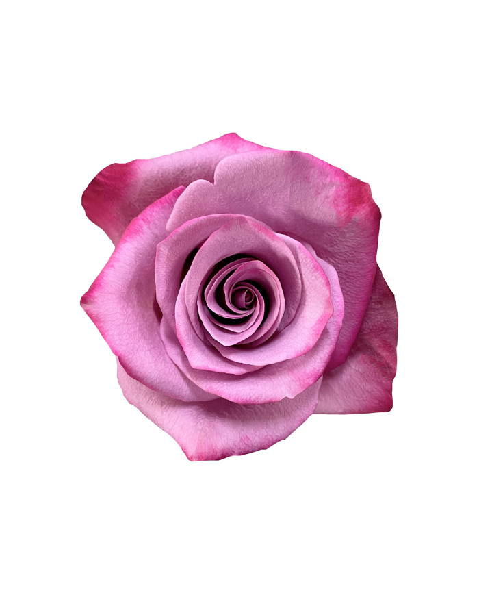 Bulk Violet Hill Rose Bulk Violet Hill Rose