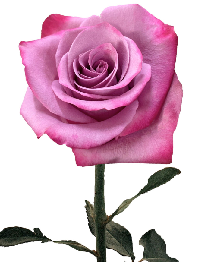 Bulk Violet Hill Rose