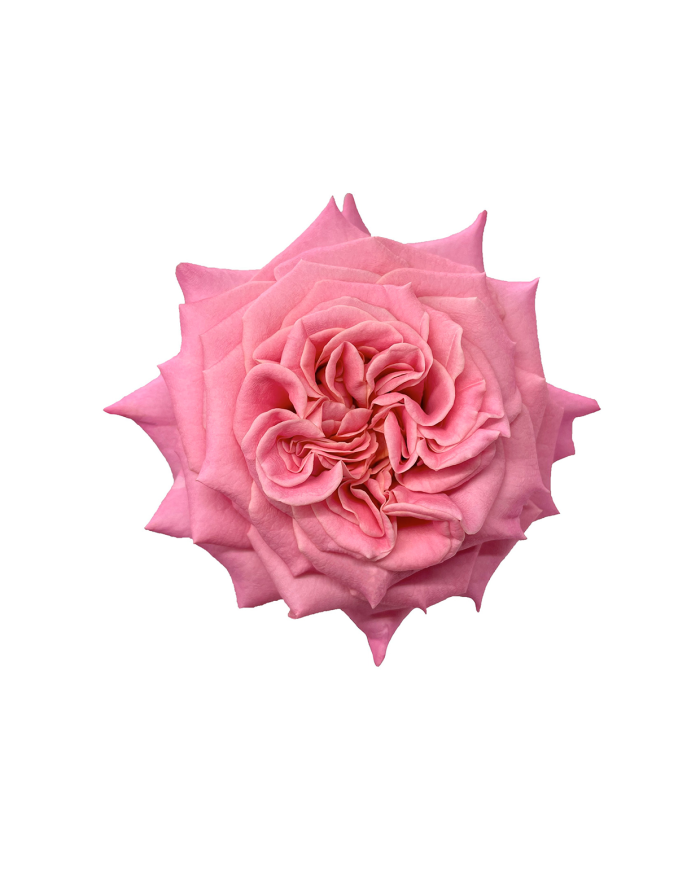 Bulk Ashley Garden Rose