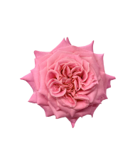 Bulk Ashley Garden Rose