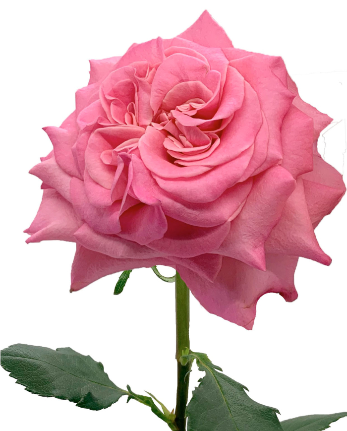 Bulk Ashley Garden Rose