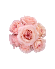 Bulk Mayra's Rose Bridal Pink Rose