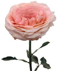 Bulk Mayra's Rose Bridal Pink Rose