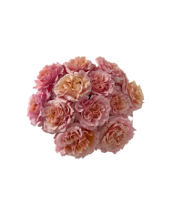 Bulk Mayra's Peach Garden Rose