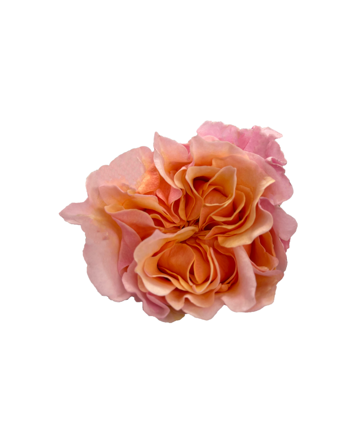 Bulk Mayra's Peach Garden Rose Bulk Mayra's Peach Garden Rose