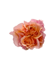Bulk Mayra's Peach Garden Rose
