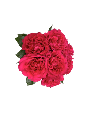 Bulk Mayra's Bright Red Rose