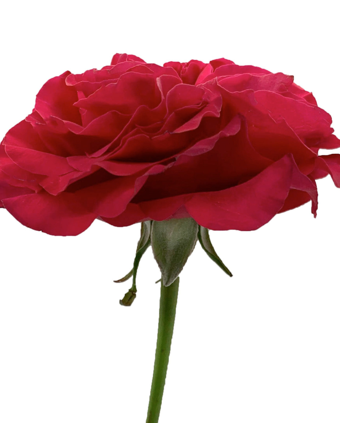 Bulk Mayra's Bright Red Rose