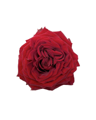 Bulk Mayra's Red Garden Rose