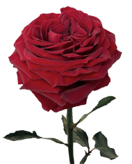 Bulk Mayra's Red Garden Rose
