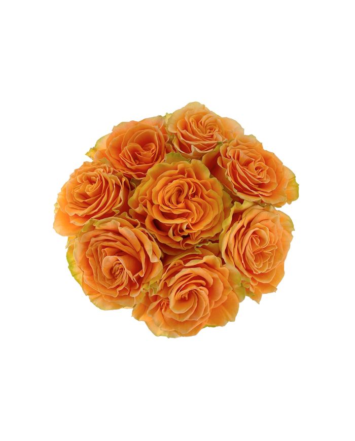 Bulk Peach X-Pression Rose Bulk Peach X-Pression Rose