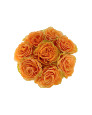 Bulk Peach X-Pression Rose