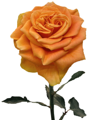 Bulk Peach X-Pression Rose