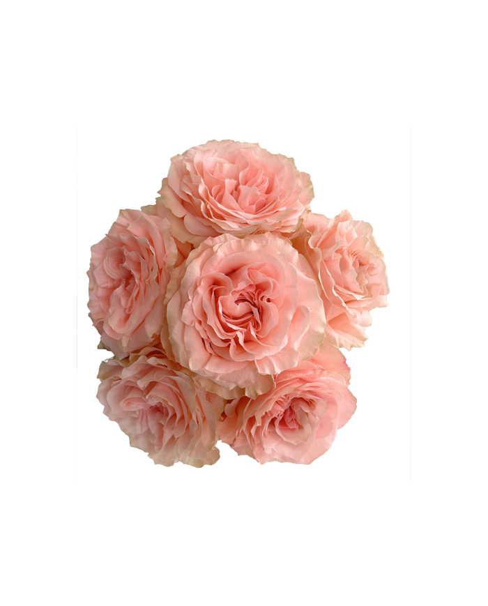 Bulk Princess Crown Rose