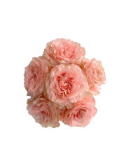 Bulk Princess Crown Rose