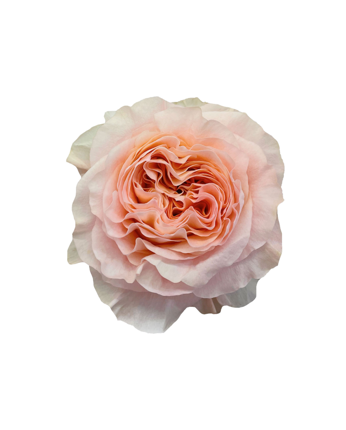 Bulk Princess Crown Rose