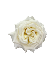 Bulk Ashley White Garden Rose