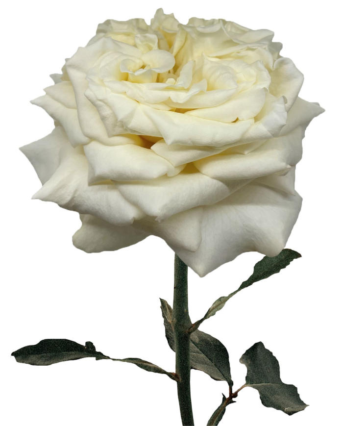 Bulk Ashley White Garden Rose