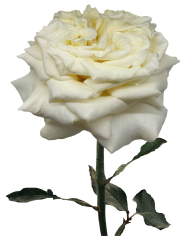 Bulk Ashley White Garden Rose