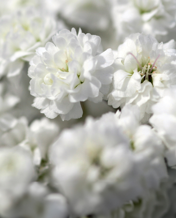 Bulk Gypsophilia Xlence