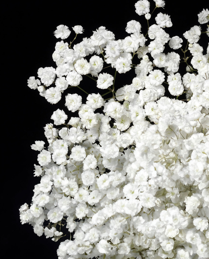 Bulk Gypsophilia Xlence