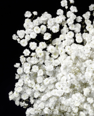 Bulk Gypsophilia Xlence