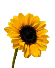 Bulk Sunflowers Petite Bulk Sunflowers Petite