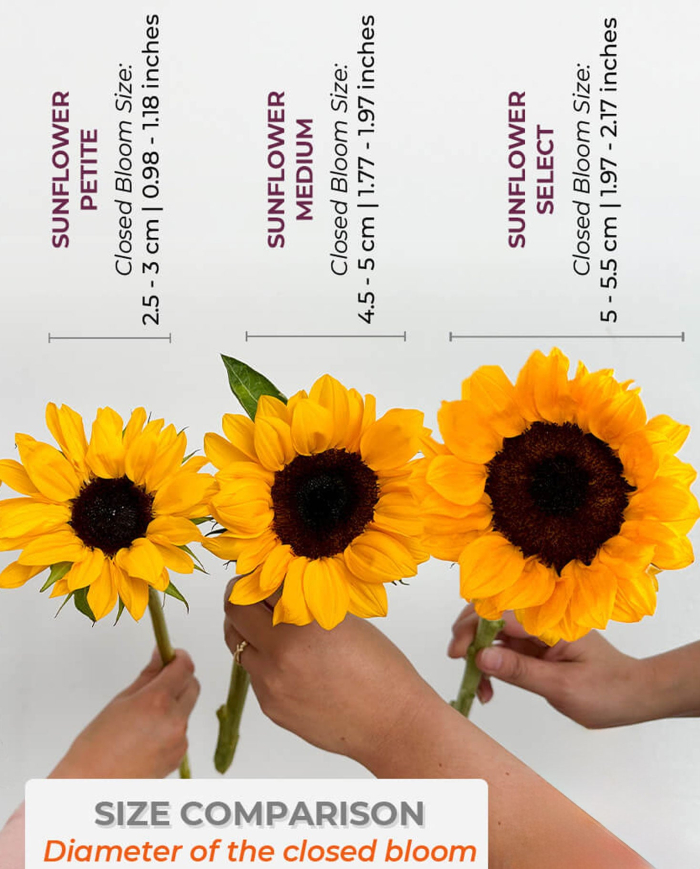 Bulk Sunflowers Petite Bulk Sunflowers Petite