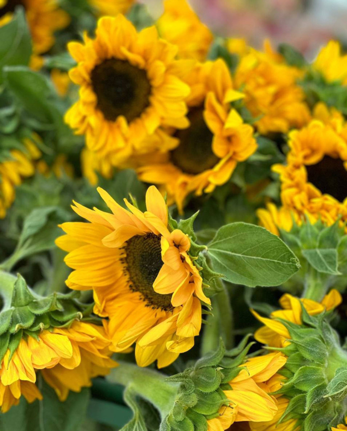 Bulk Sunflowers Petite Bulk Sunflowers Petite