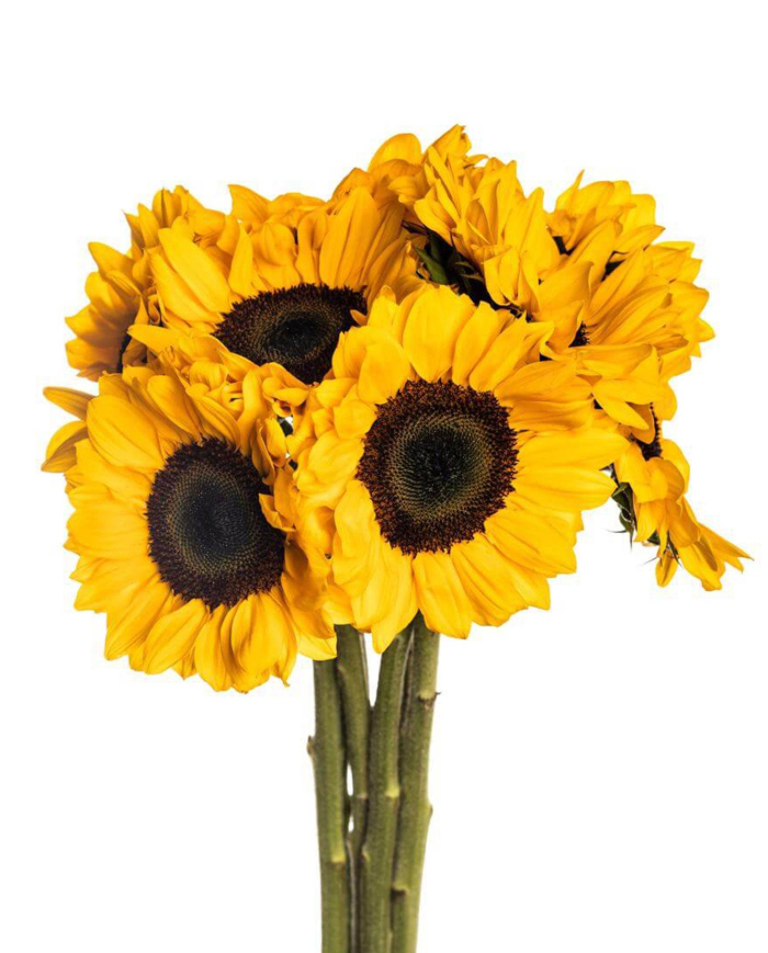 Bulk Sunflowers Select