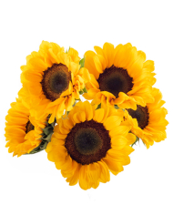 Bulk Sunflowers Premium