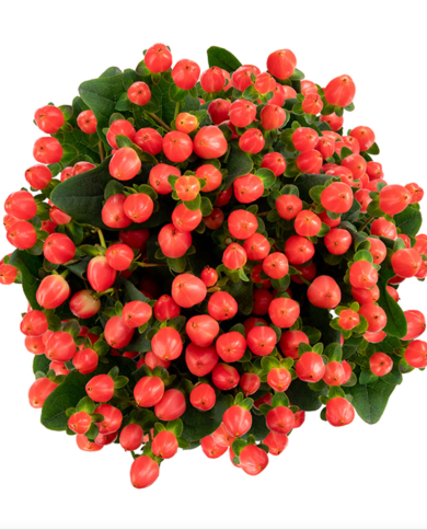 Bulk Hypericum Bulk Hypericum
