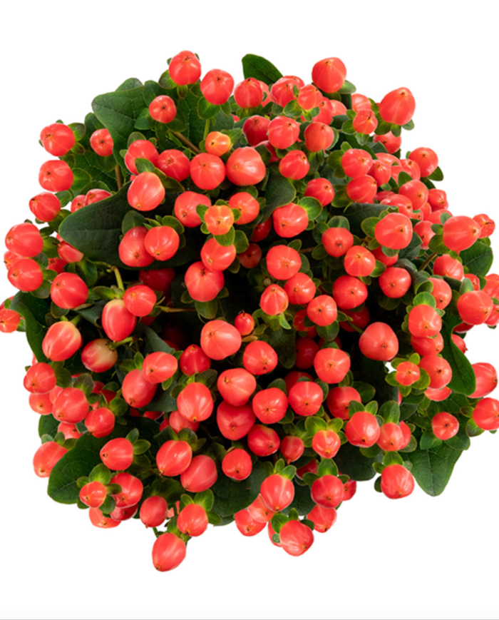 Bulk Hypericum