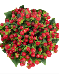 Bulk Hypericum
