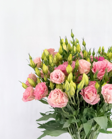 Bulk Lisianthus Bulk Lisianthus