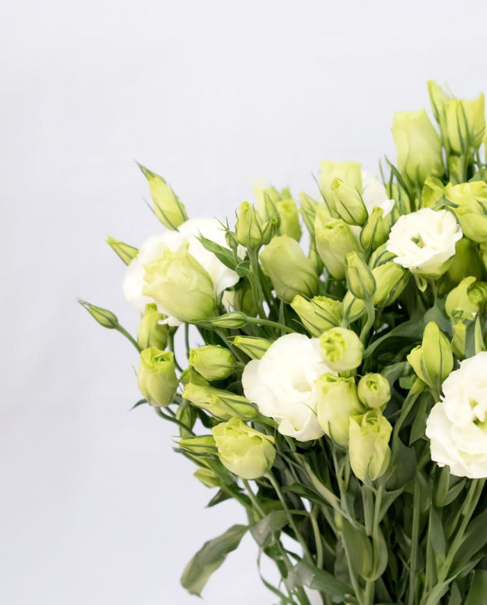 Bulk Lisianthus