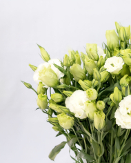 Bulk Lisianthus