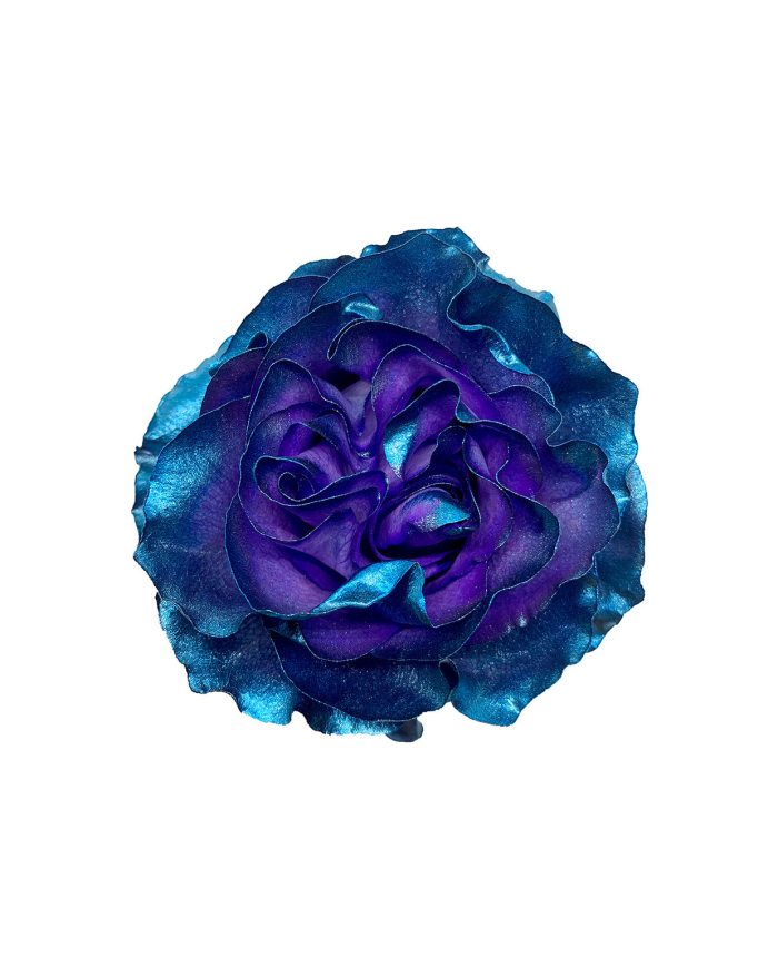 Indigo Metallic Tinted Roses Gift Box Indigo Metallic Tinted Roses Gift Box