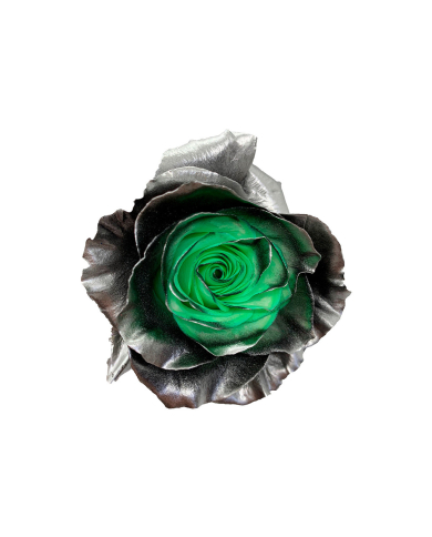 Sea Foam Tinted Roses Gift Box Sea Foam Tinted Roses Gift Box