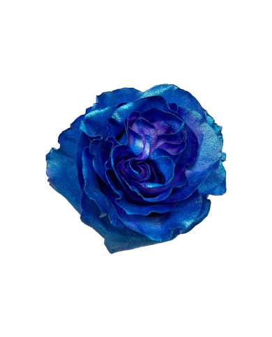 Blue Gradient Tinted Roses Gift Box Blue Gradient Tinted Roses Gift Box