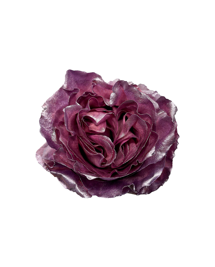 Rhapsody Metallic Tinted Roses Gift Box