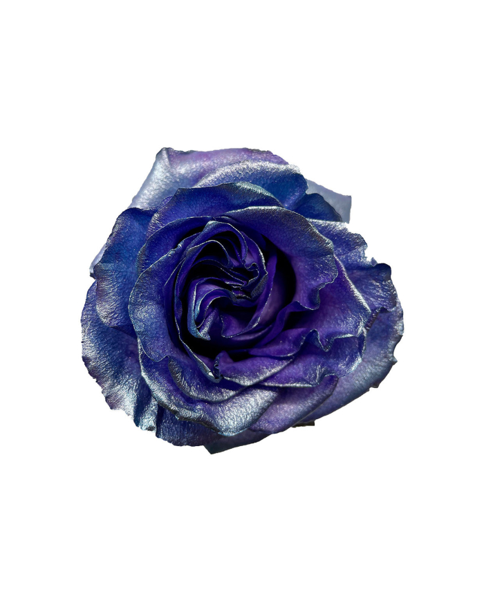 Presidential Blue Tinted Roses Gift Box