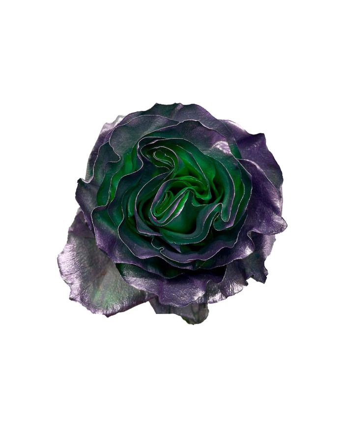 Oil Sapphire Tinted Roses Gift Box Oil Sapphire Tinted Roses Gift Box